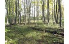 Property photo 13 - 212 Acres Offered in 6 Tracts - Selling Regardless of Price
